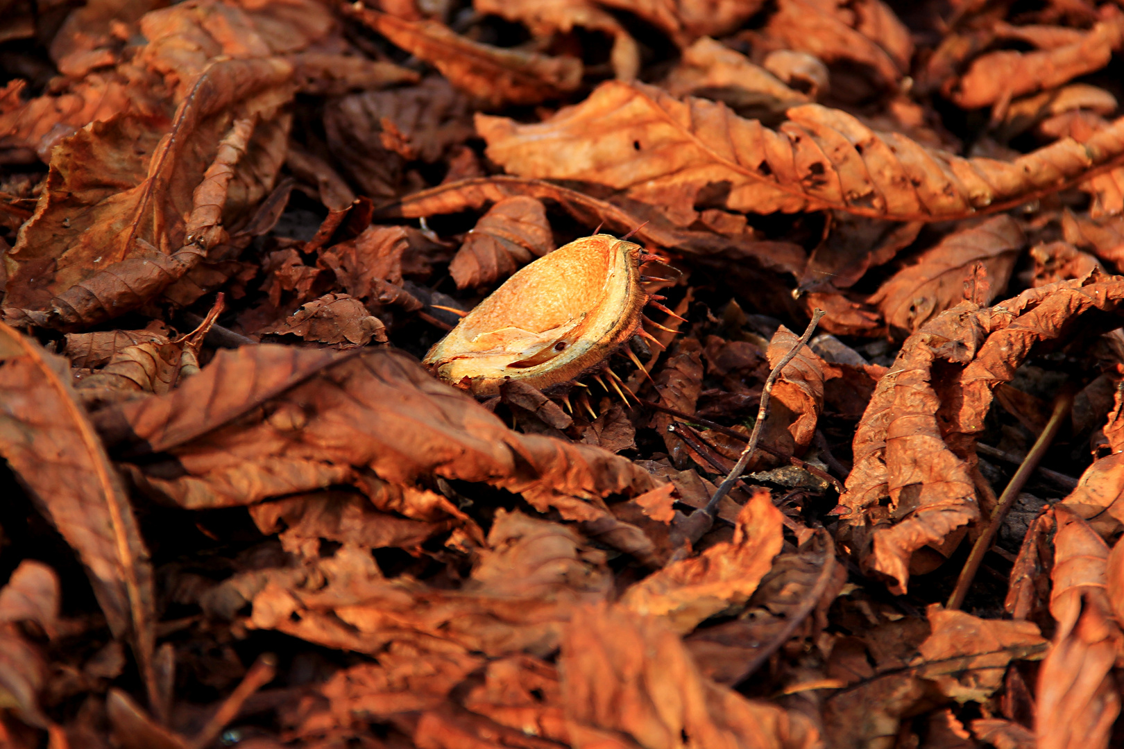 Eindrücke eines schönen Herbsttages