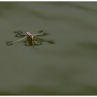 Eindrücke eines Wasserläufers