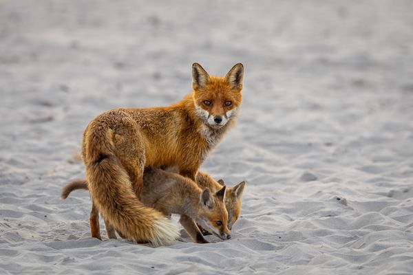 Eindrückliche Begegnung (II/IV)