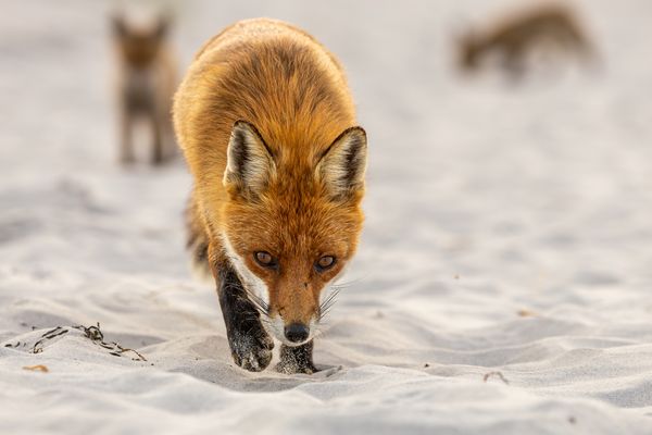 Eindrückliche Begegnung (I/IV)
