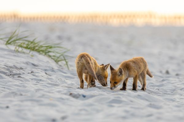 Eindrückliche Begegnung (IV/IV)