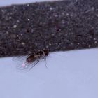 Eine 1,5 mm lange Staublaus - Psyllipsocus ramburii ...