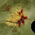 Eine 2 cm lange Jungraupe der Ahornrindeneule (Acronicta aceris)