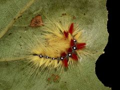 Eine 2 cm lange Jungraupe der Ahornrindeneule (Acronicta aceris)