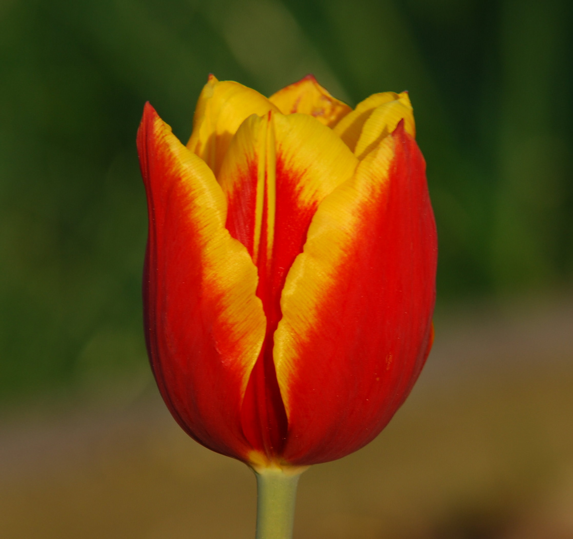 Eine 2 farbige Tulpe