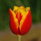 Eine 2 farbige Tulpe