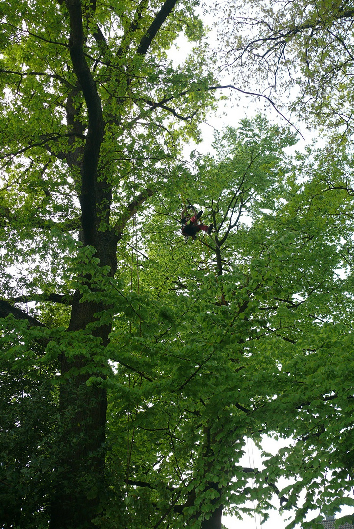 Eine 22 m hohe Buche in unserem Garten war in Schieflage geraten ...