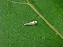 Eine 3 mm lange Zwergzikade der Gattung Ribaudiana, . . .