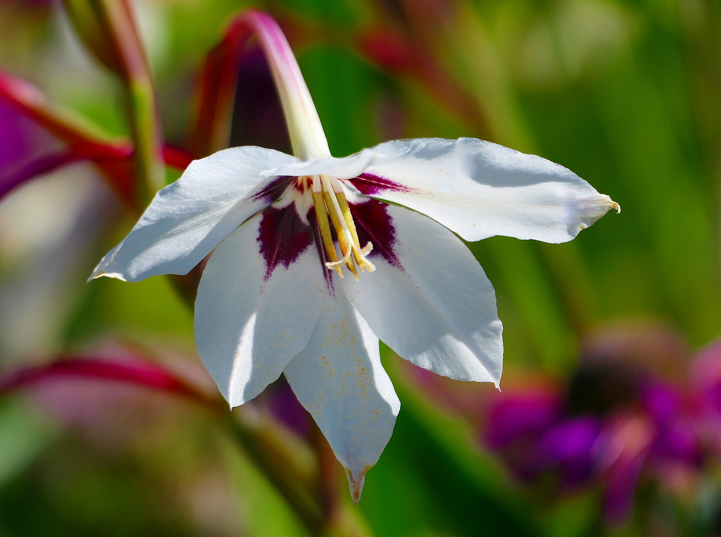 Eine Abessinische Gladiole . . . 