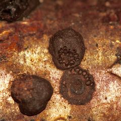 Eine abgebrochene Rotbraune Kohlenbeere (Hypoxylon fuscum) an Haselnußzweig