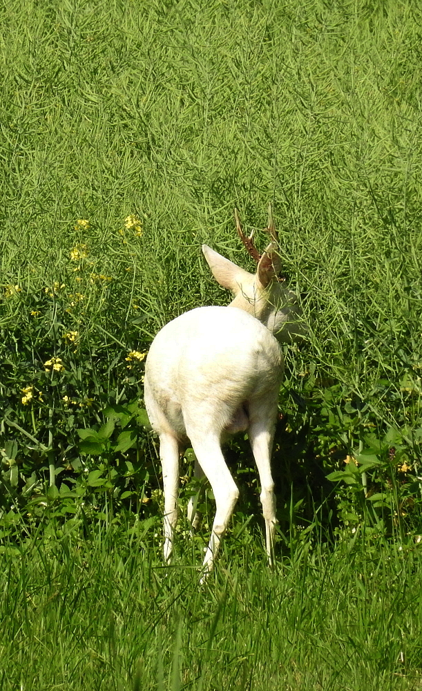 Eine Abnormität der Natur