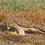 Eine Abschiedsgala der Jungfalken (4) vom Feinsten . . .