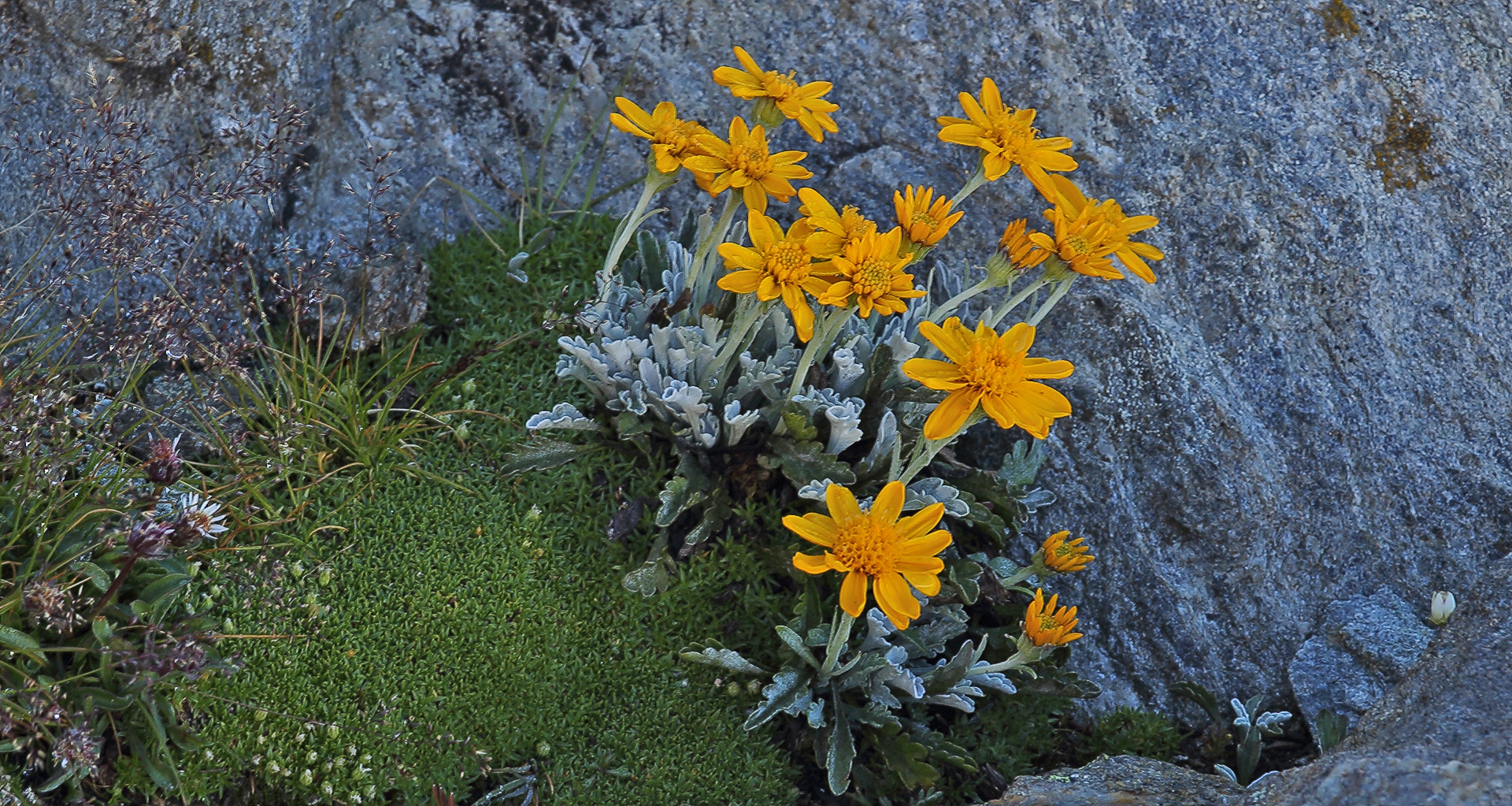 Eine absolute Rarität mit dem Einköpfigen Kreuzkraut namens Senecio haleri