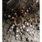 Eine Acanthoscurria Geniculata kurz nach der Häutung