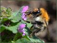 Biene Hummel Wespe