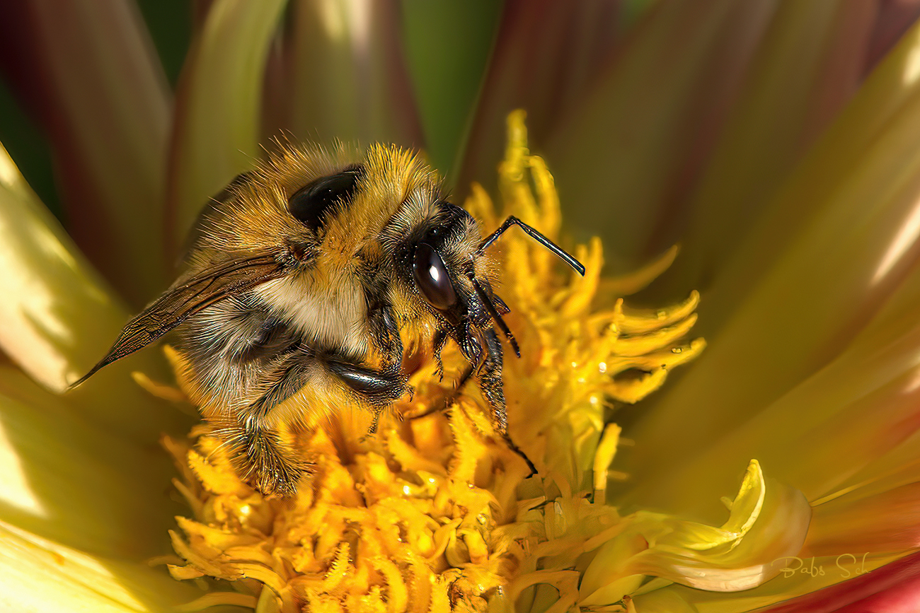 Eine Ackerhummel 