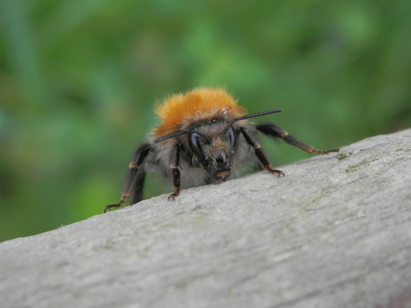 Eine Ackerhummel (Bombus pascuorum) mit Löwenmähne