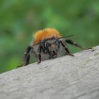 Eine Ackerhummel (Bombus pascuorum) mit Löwenmähne