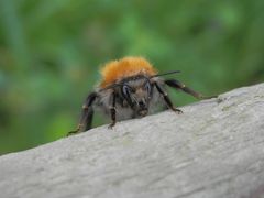 Eine Ackerhummel (Bombus pascuorum) mit Löwenmähne