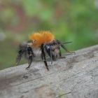 Eine Ackerhummel (Bombus pascuorum) mit Löwenmähne