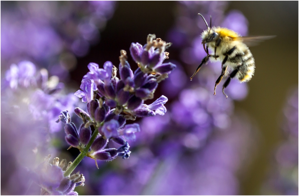 Eine Ackerhummel im Landeanflug