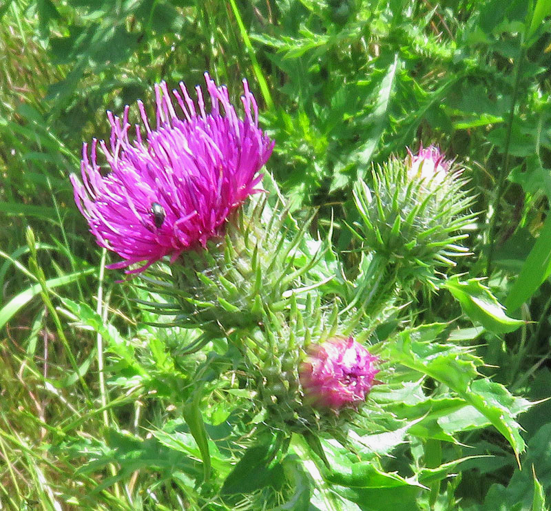 Eine Ackerkratzdistel