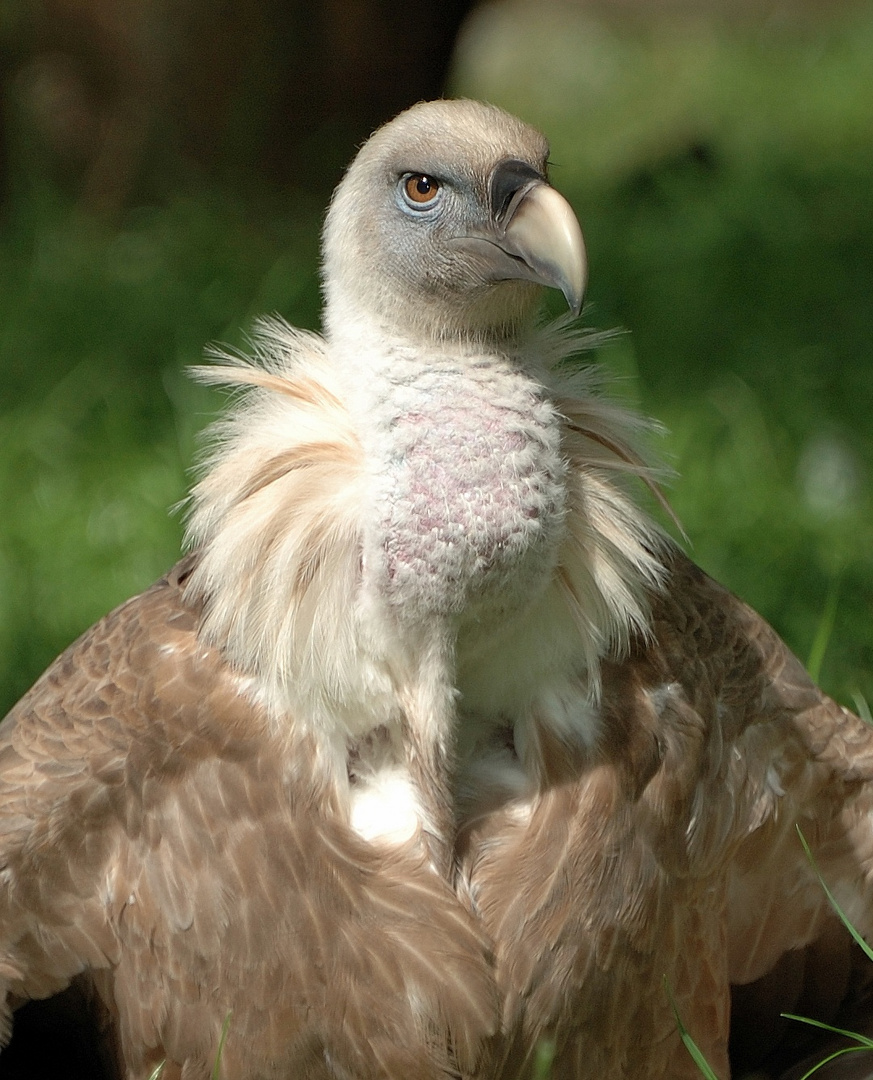 Eine ältere Aufnahme aus dem Duisburger Zoo