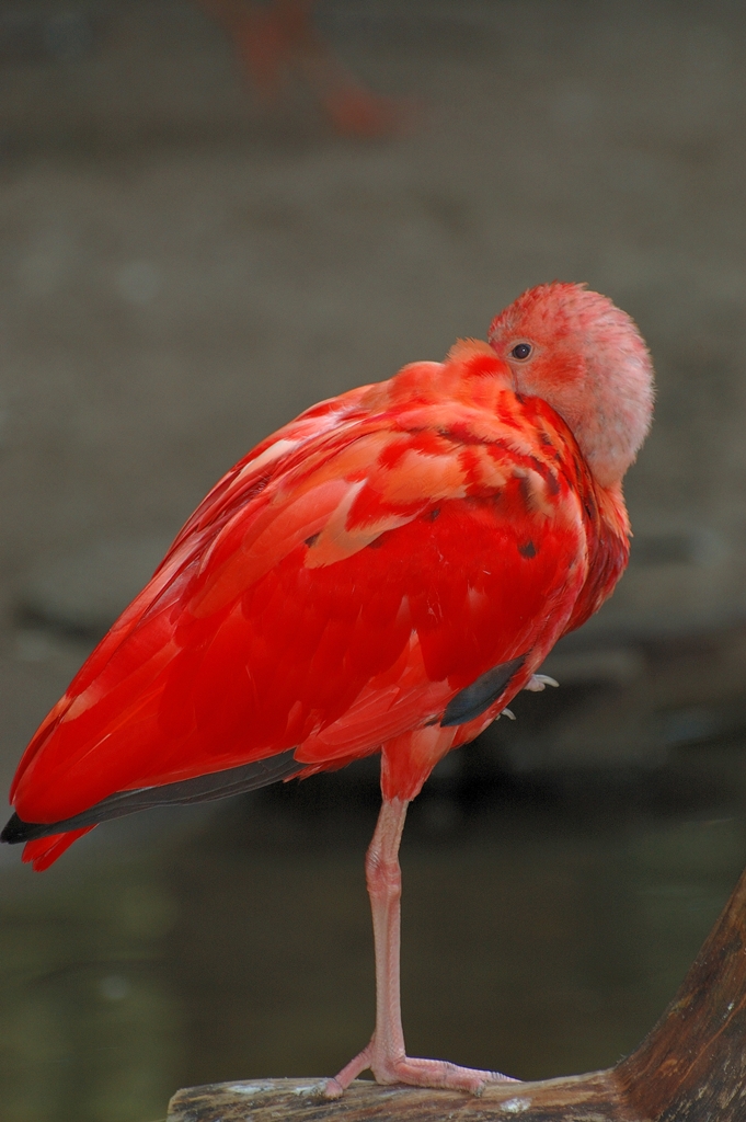 Eine ältere Aufnahme aus dem Duisburger Zoo