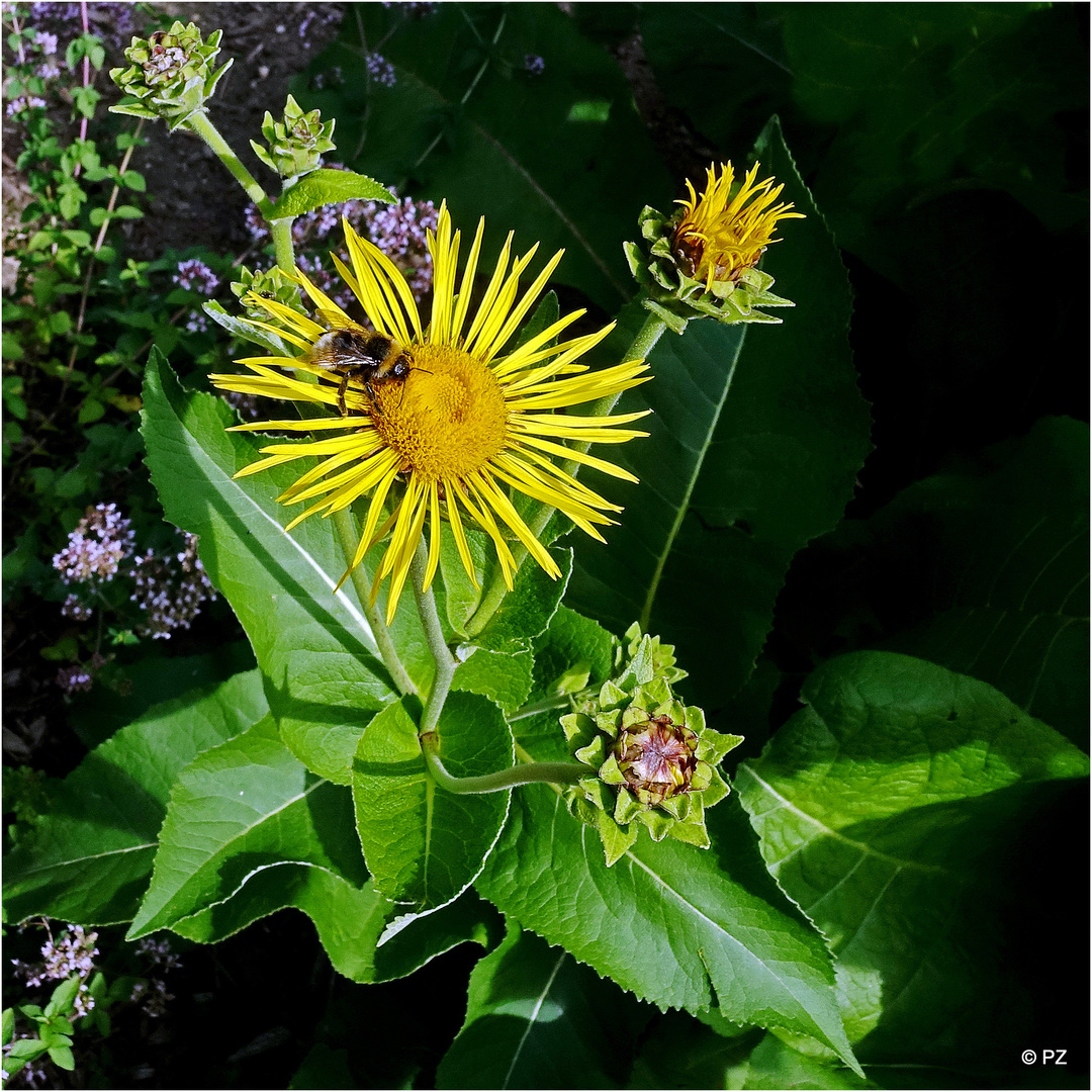 Eine Alant-Blüte hat Besuch ...