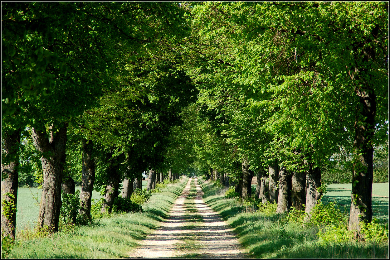 Eine Allee... Foto & Bild europe, Österreich, niederösterreich Bilder