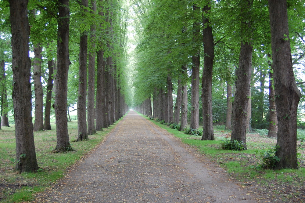 Eine Allee