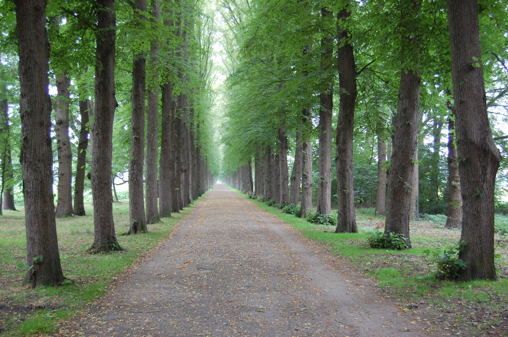 Eine Allee Foto & Bild landschaft, wald, natur Bilder auf