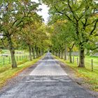 Eine Allee am Elm