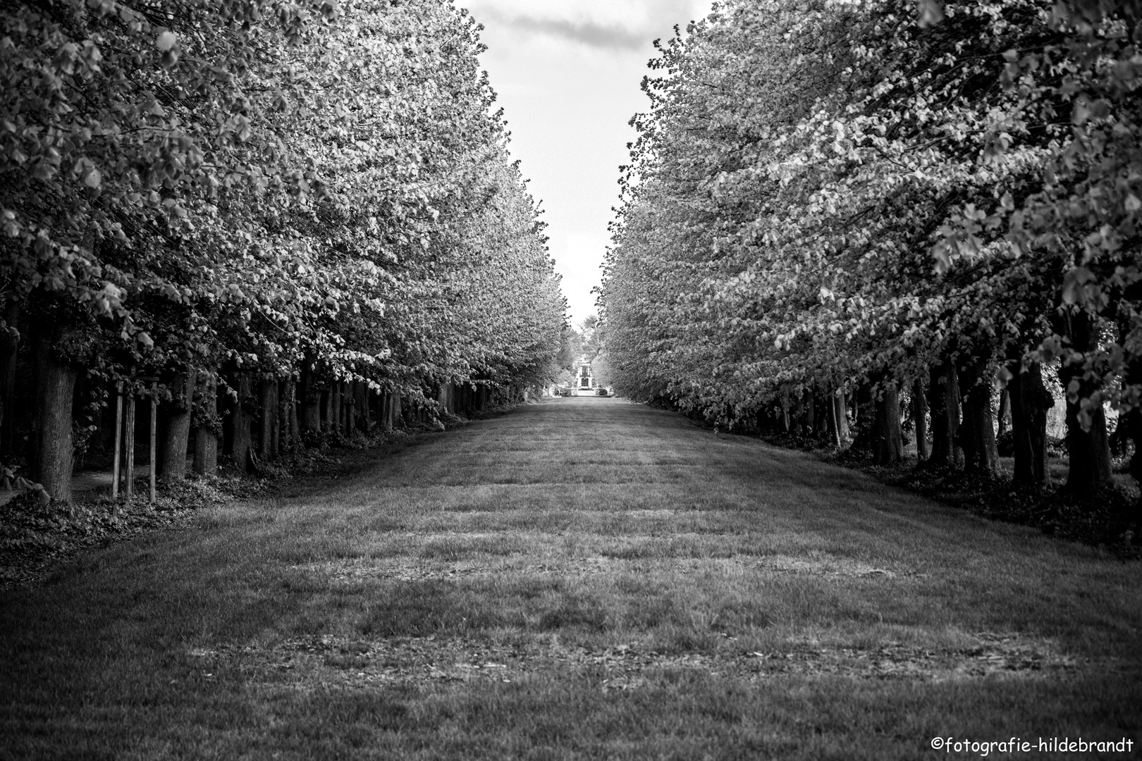 Eine Allee aus Bäumen