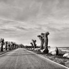 Eine Allee bei Boltenhagen an der Ostsee