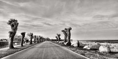 Eine Allee bei Boltenhagen an der Ostsee