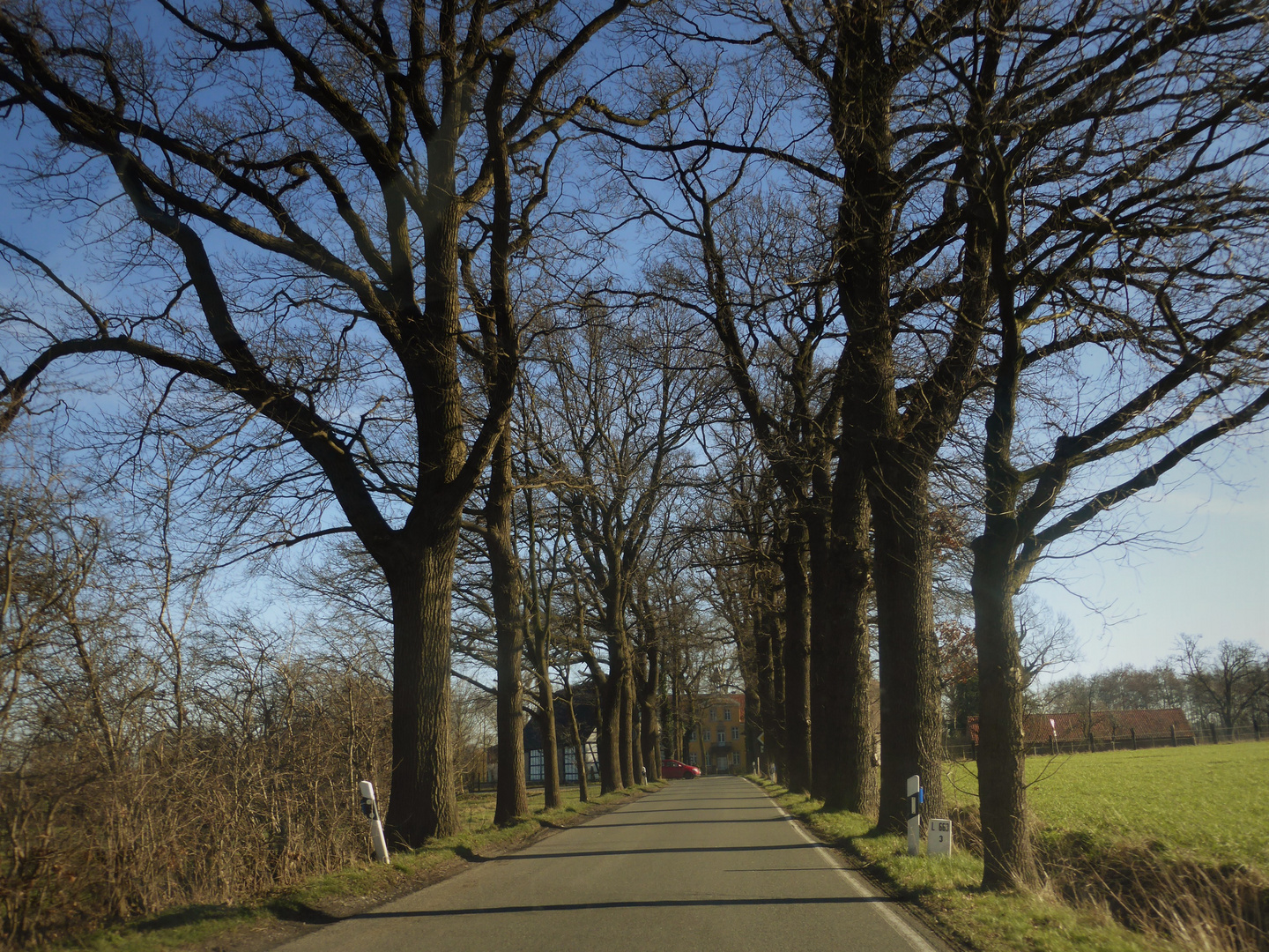 Eine Allee - bönen flierich