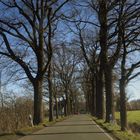 Eine Allee - bönen flierich