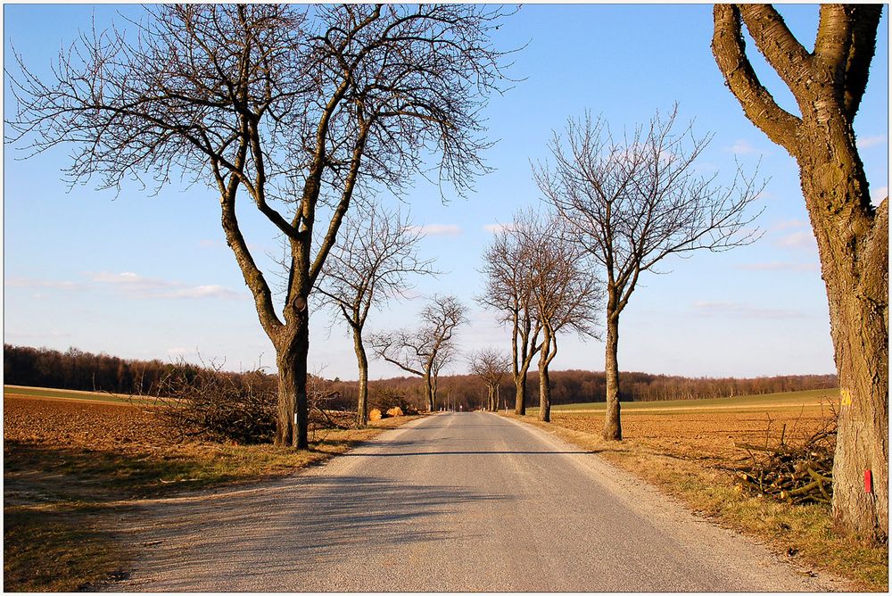 Eine Allee, die keine mehr ist