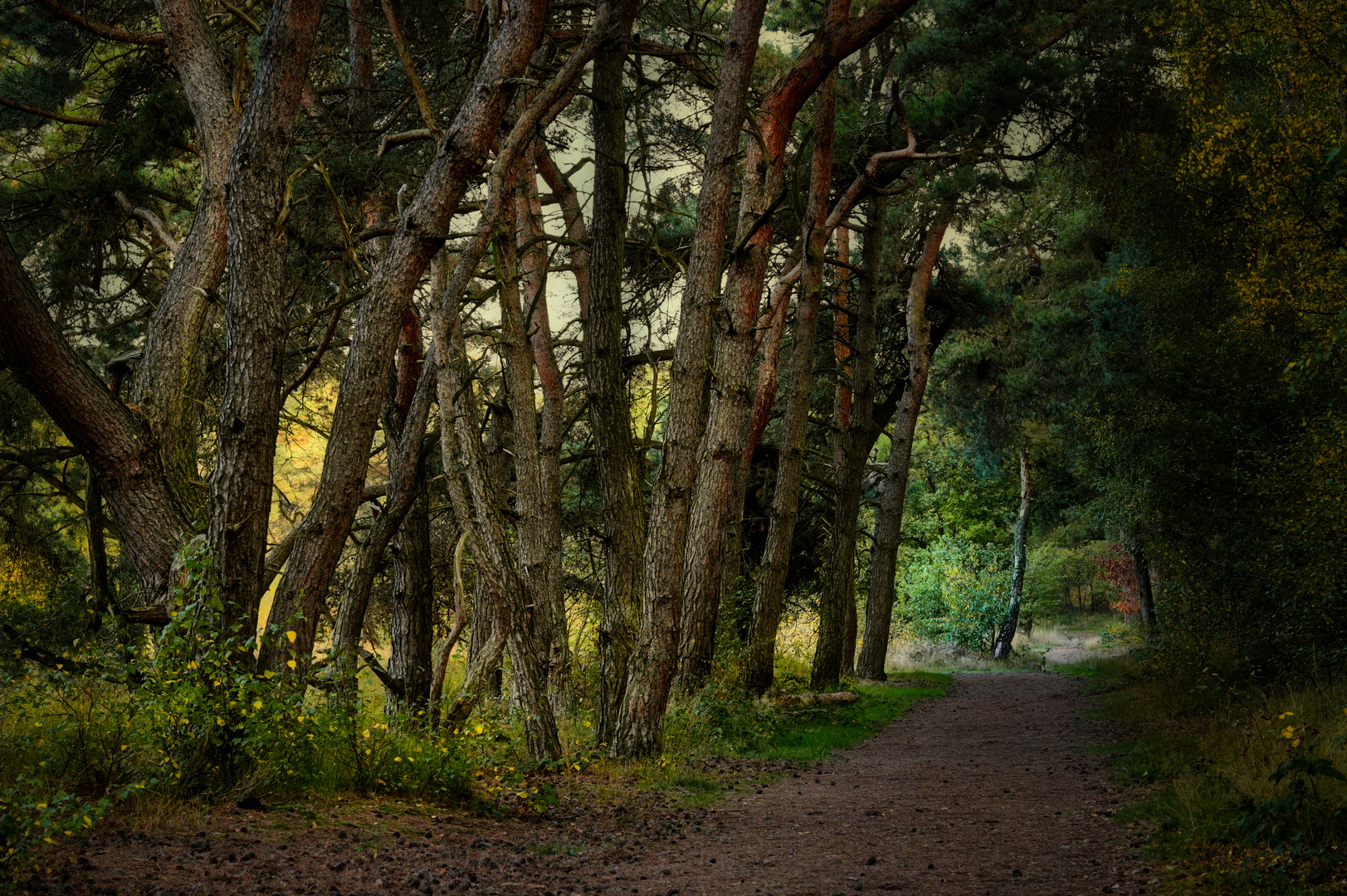 Eine Allee Foto & Bild wald, bäume, natur Bilder auf