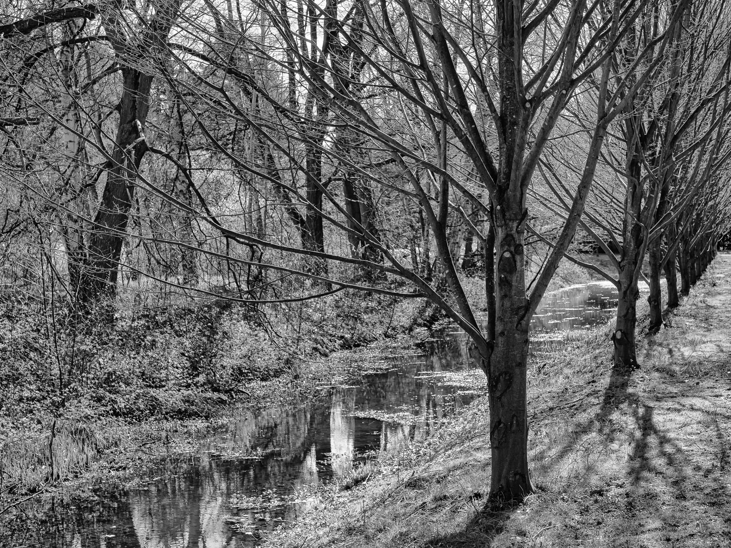 Eine Allee für Wasservögel