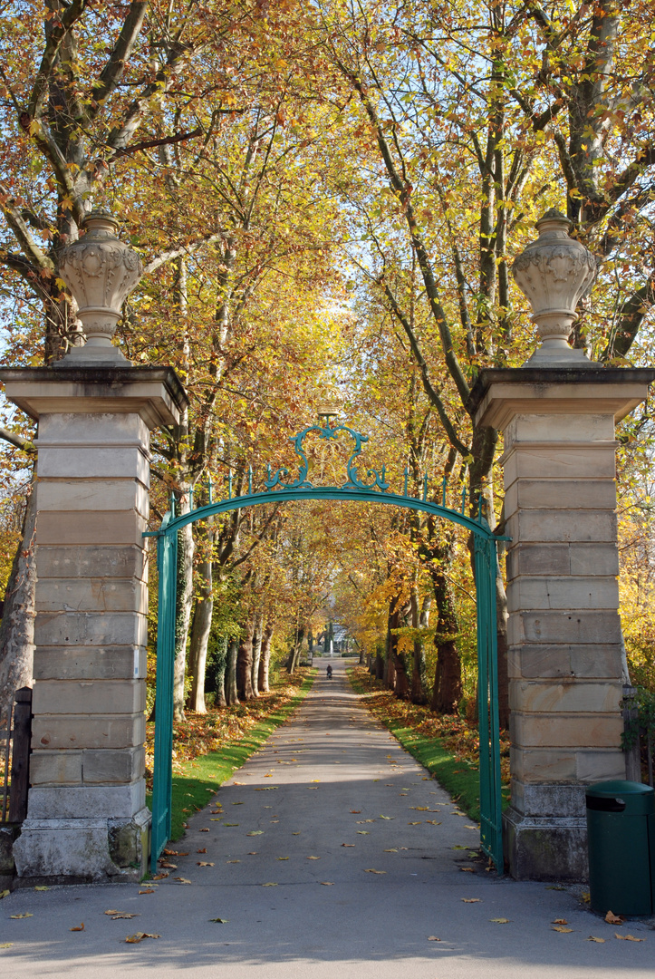 Eine Allee im leuchtenden Herbstlicht