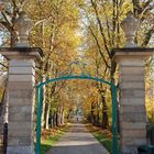 Eine Allee im leuchtenden Herbstlicht