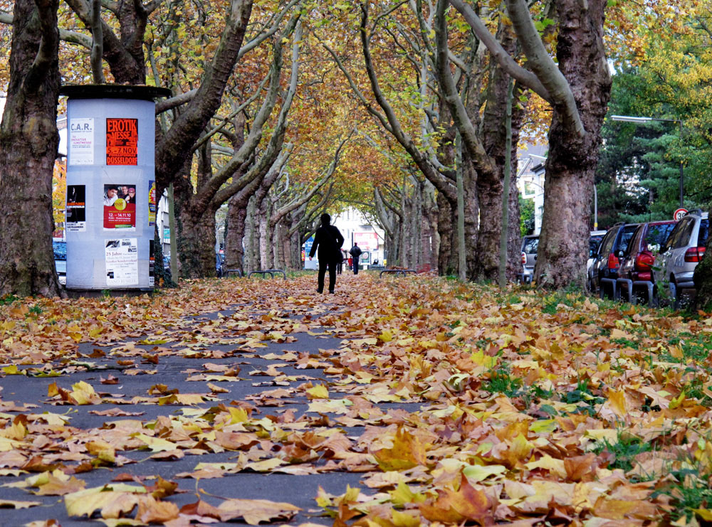 Eine Allee in der Grossstadt