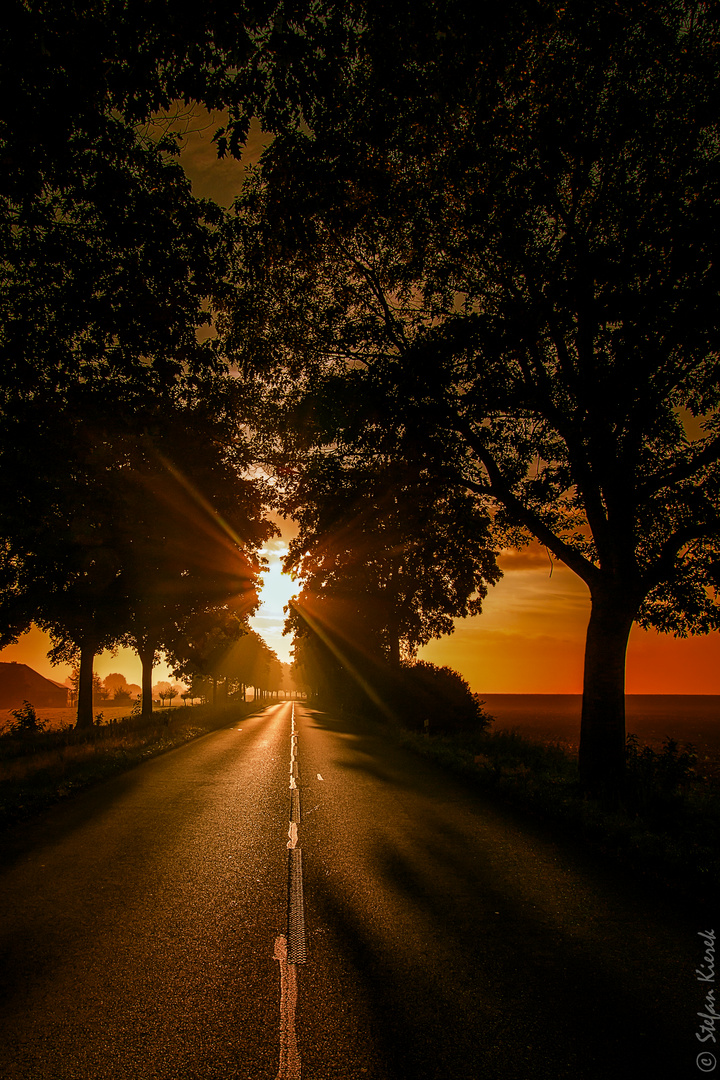 Eine Allee in Hartefeld Foto & Bild landschaft, alleen, landschaften Bilder auf