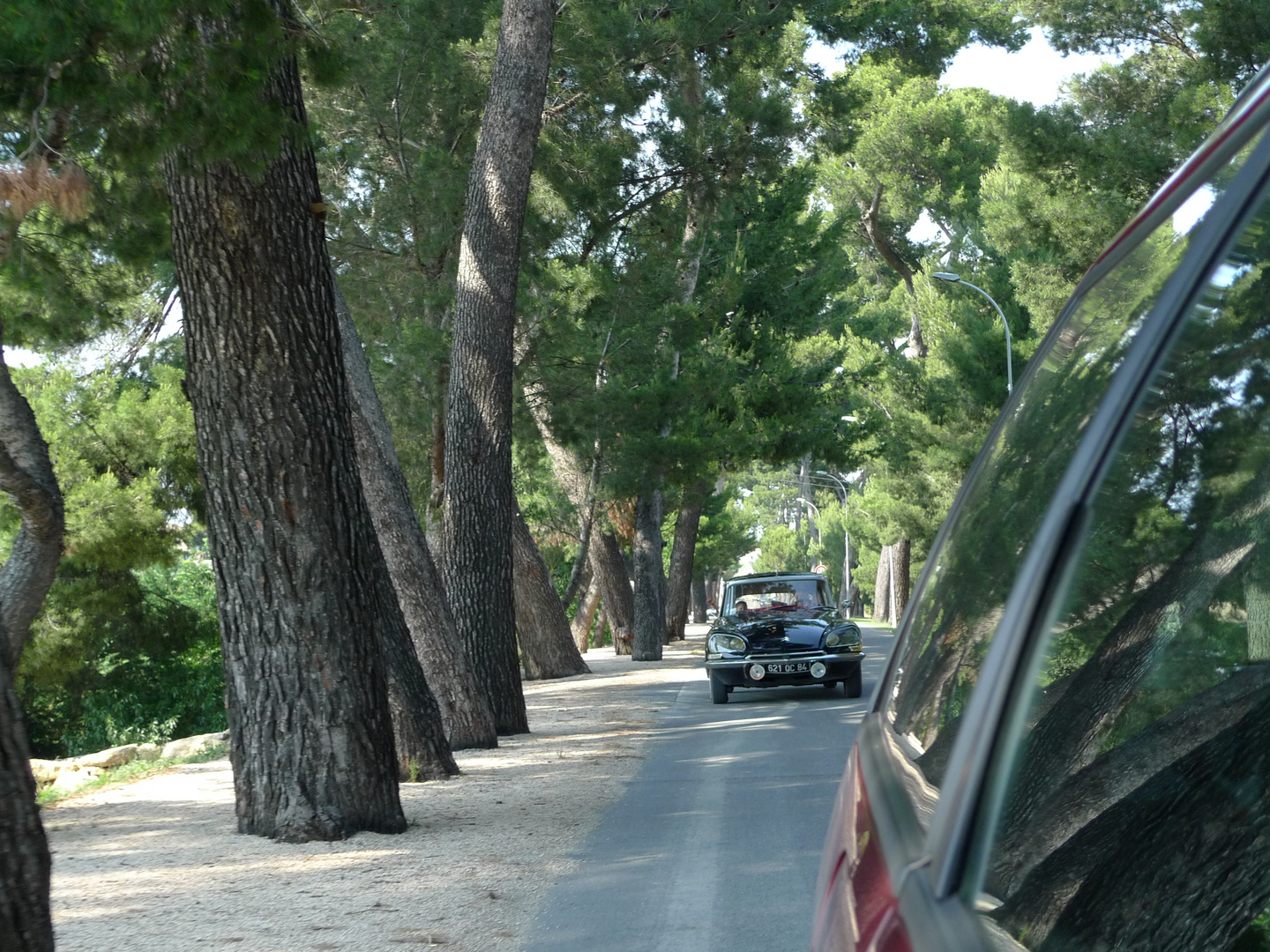 Eine Allee mit Citroen DS