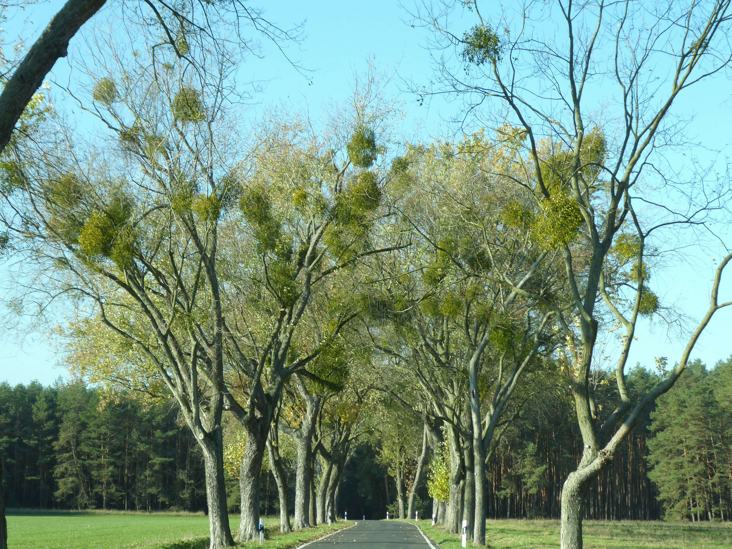 Eine Allee zum Knutschen - so viele Misteln