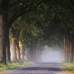 Eine Allee zum Träumen ... - Une avenue à rêver ...