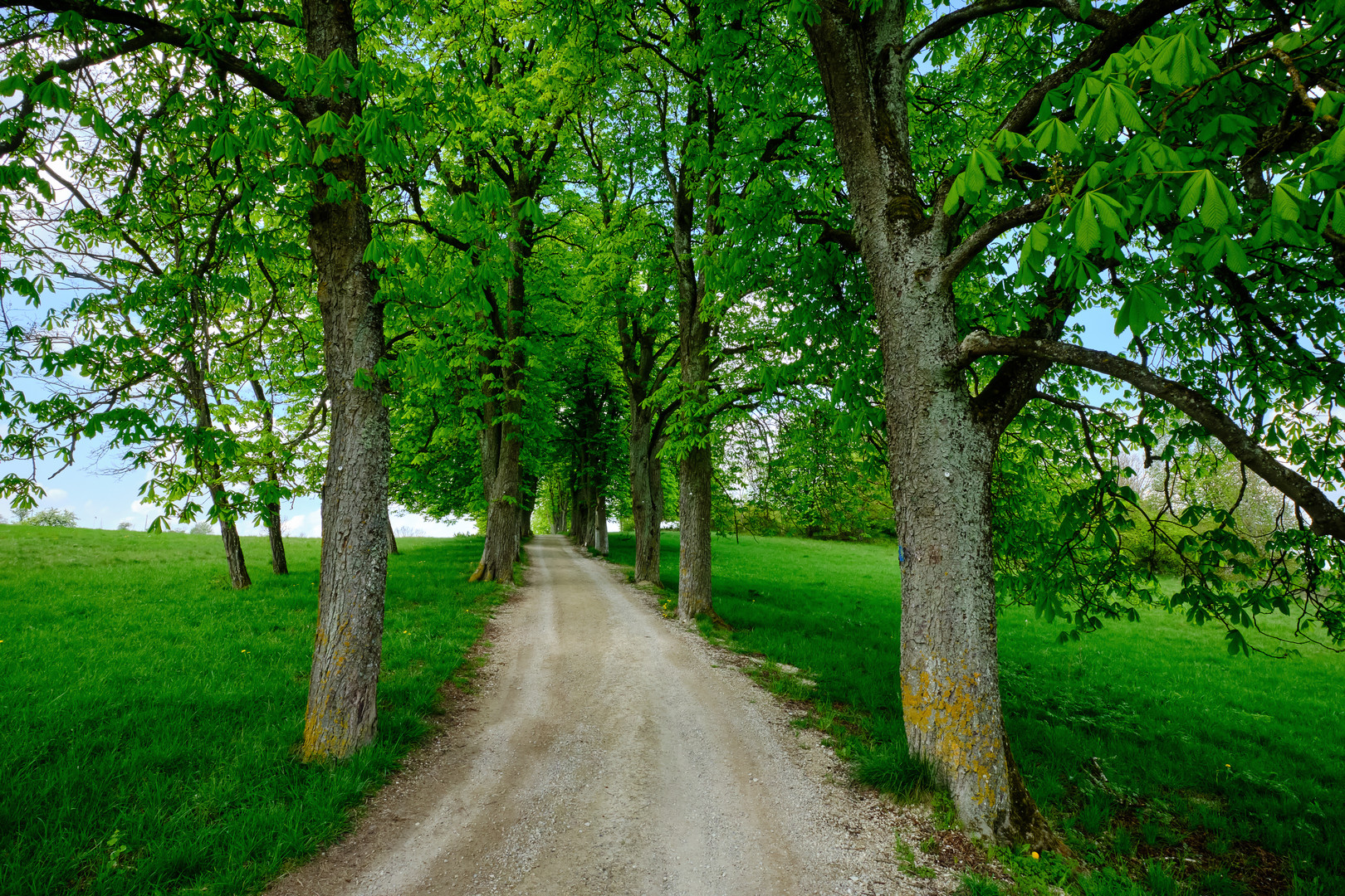 Eine alte Allee führt zur Kapelle