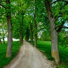 Eine alte Allee führt zur Kapelle